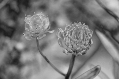 IMG_0229_sw