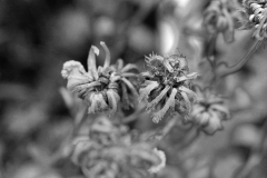 IMG_0259_sw
